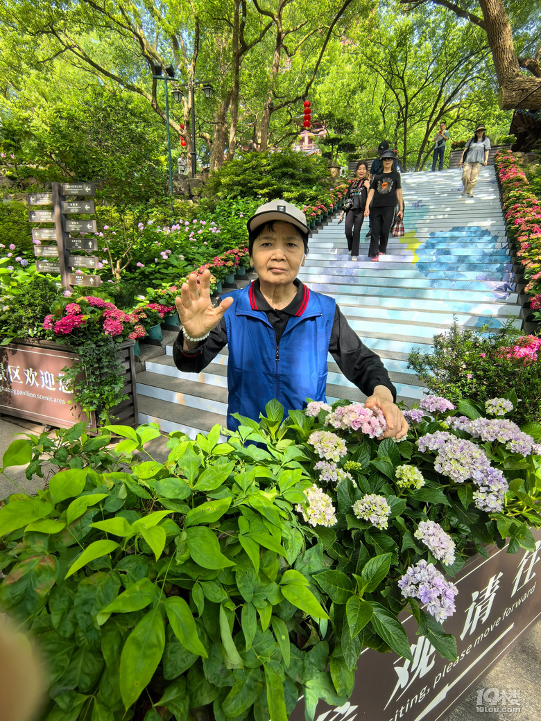 2025城隍阁绣球花展