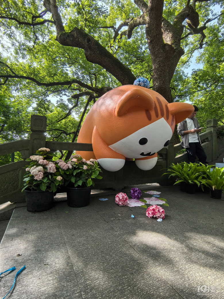 2025城隍阁绣球花展