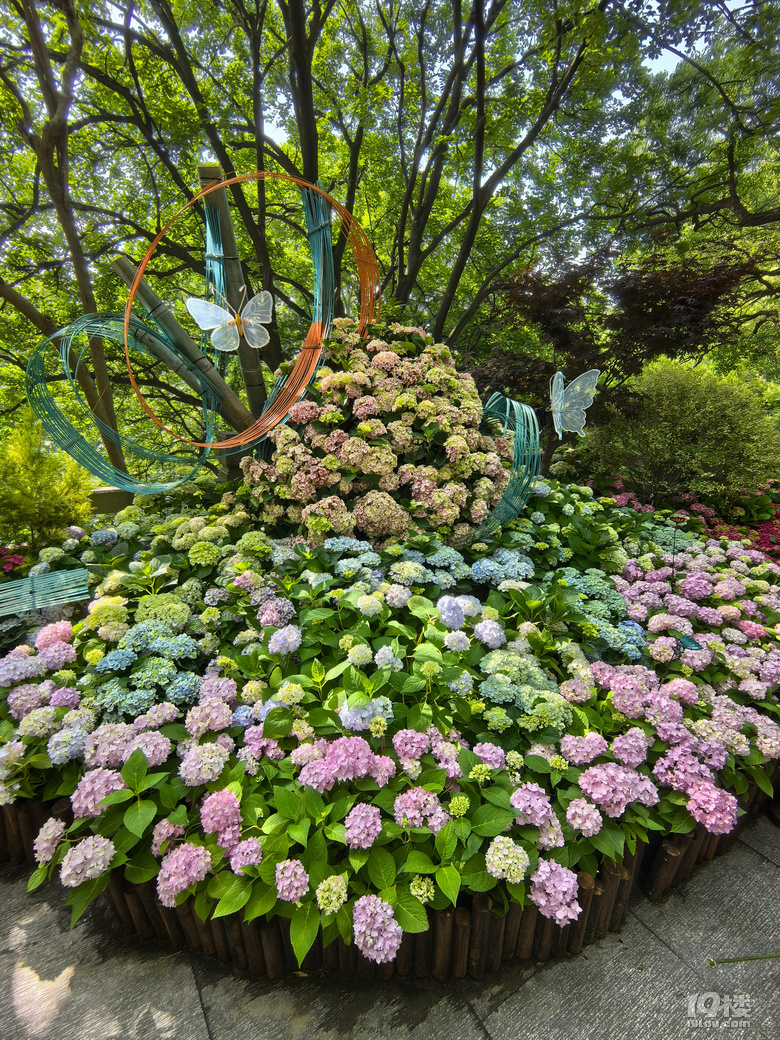 2025城隍阁绣球花展