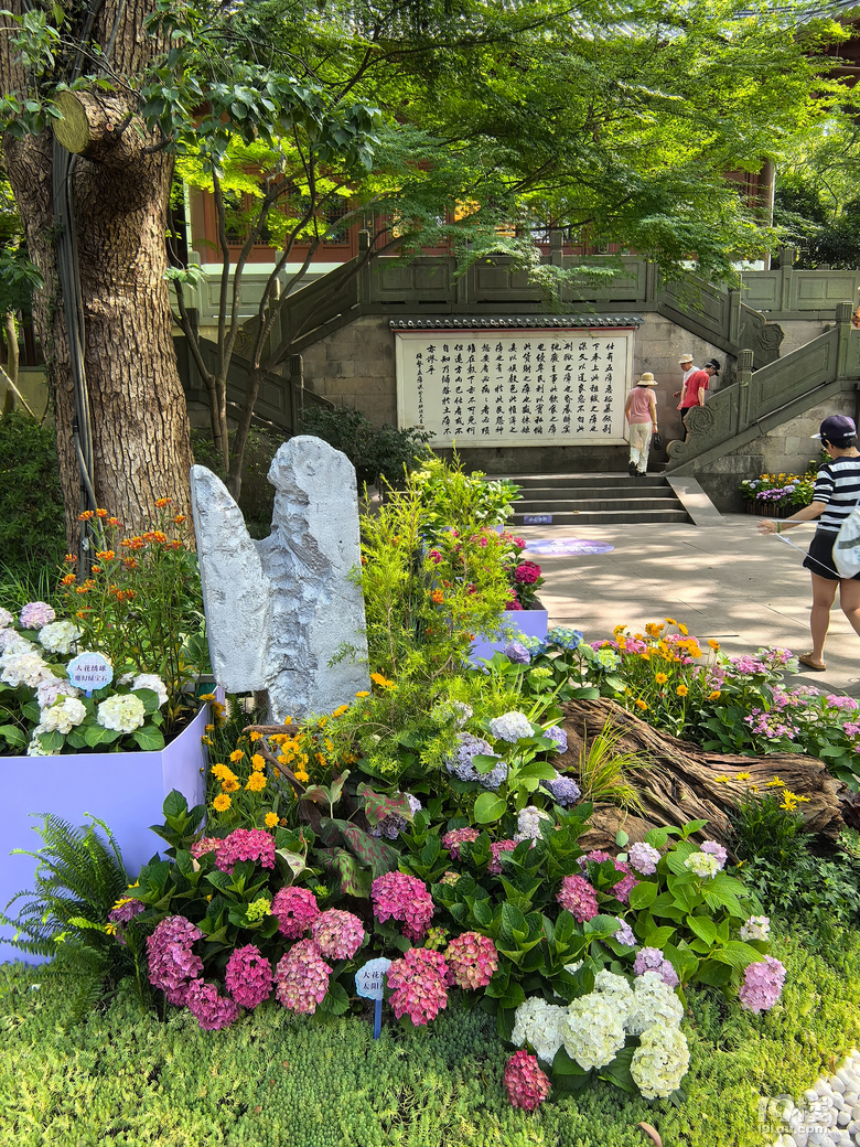 2025城隍阁绣球花展