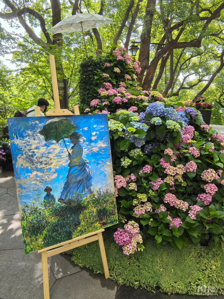 2025城隍阁绣球花展