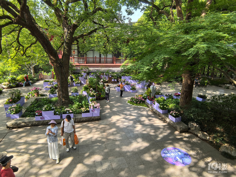 2025城隍阁绣球花展