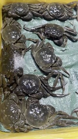 搶鮮上市!不少余杭人年年都饞這一口!老板:再等等,價(jià)格還會(huì)降