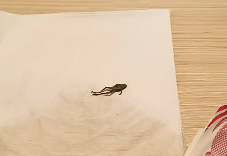 知名茶飲被曝喝出青蛙,當(dāng)事人:太惡心了,差點喝進嘴里