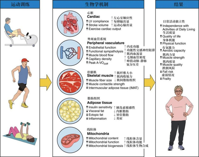 人與血管同壽!運(yùn)動(dòng)養(yǎng)血管最該做的3件事,現(xiàn)在知道還不晚
