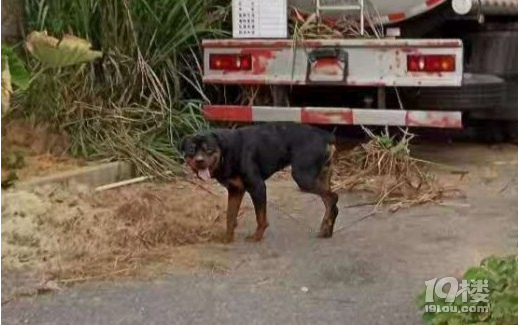女童被烈性犬咬傷,皮開肉綻慘不忍睹