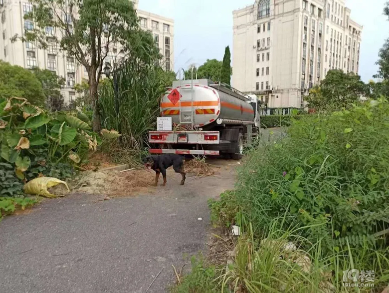 女童被烈性犬咬傷,皮開肉綻慘不忍睹