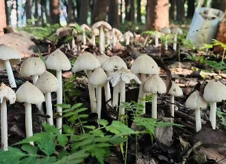 刚上市能卖上千块一斤！专家提醒