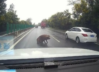 货车拉13头猪两公里路程有11头“越狱”