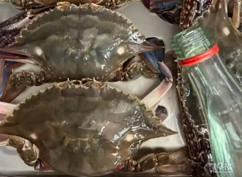 梭子蟹生食記——江蟹生、蟹糊、紅膏嗆蟹