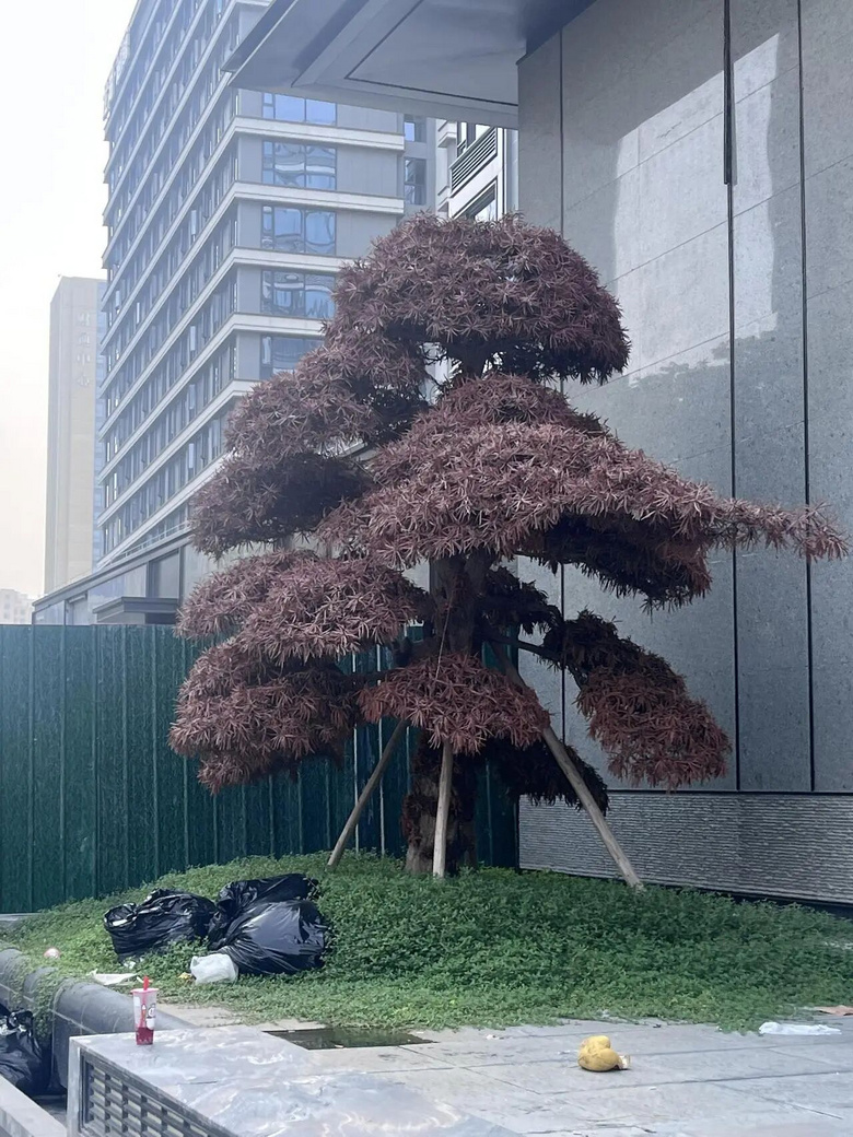 杭州一小區(qū)80萬元一棵的羅漢松曬死了!開發(fā)商:今年太熱……