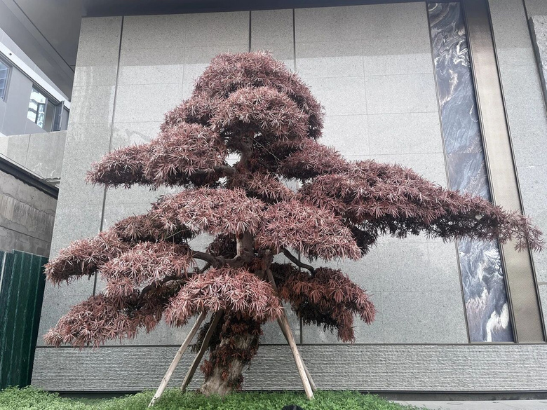 杭州一小區(qū)80萬元一棵的羅漢松曬死了!開發(fā)商:今年太熱……