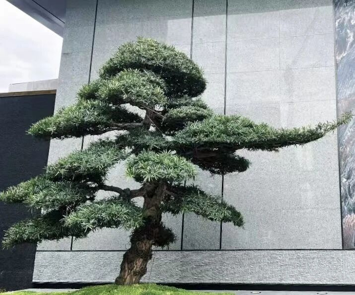 杭州一小區(qū)80萬元一棵的羅漢松曬死了!開發(fā)商:今年太熱……