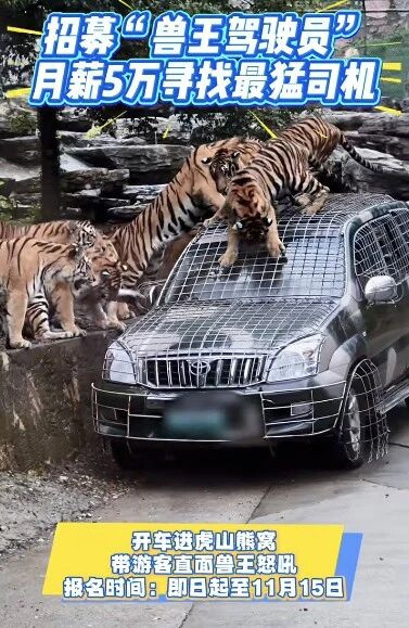 一動(dòng)物園月薪5萬尋找“最猛司機(jī)”:開車進(jìn)虎山熊窩,直面怒吼;