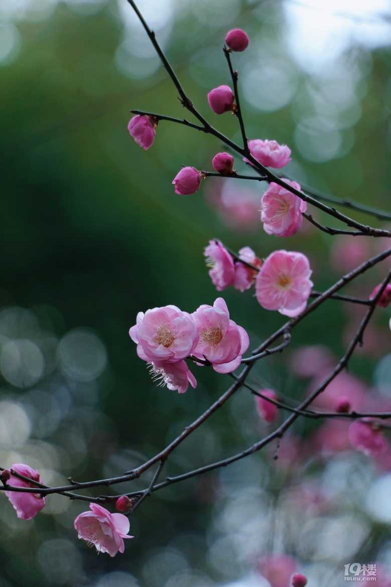 第一波梅花已上线，这棵树下围满了人……