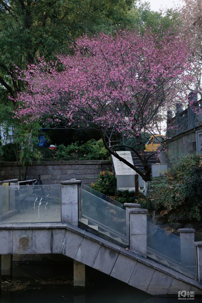 第一波梅花已上线，这棵树下围满了人……