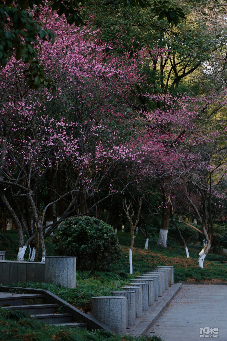 第一波梅花已上线，这棵树下围满了人……
