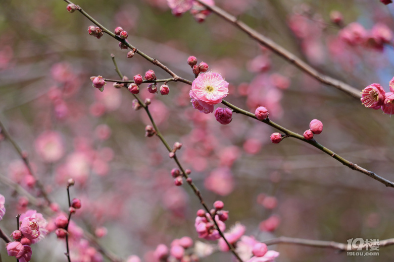 第一波梅花已上线，这棵树下围满了人……