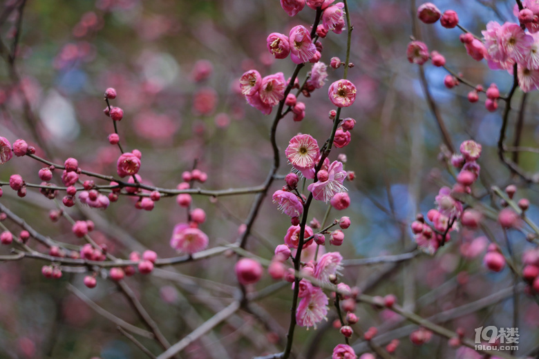 第一波梅花已上线，这棵树下围满了人……