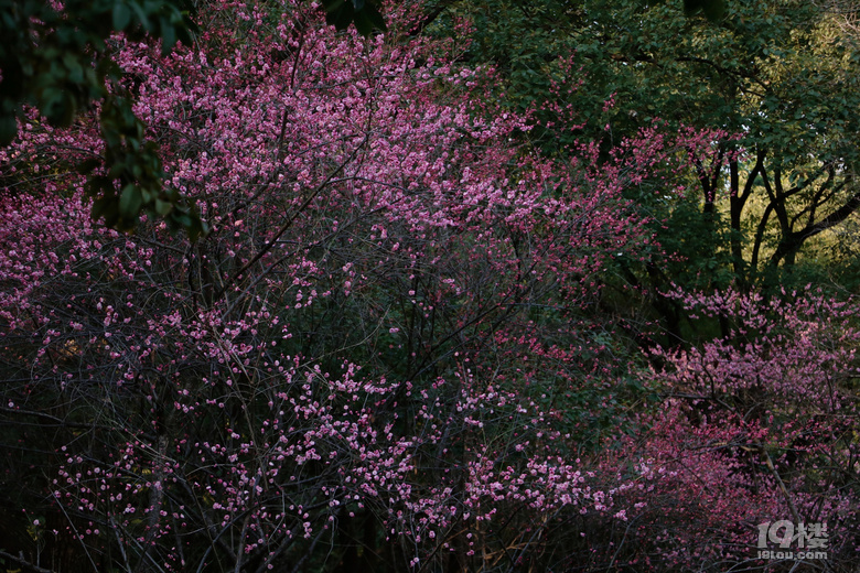 第一波梅花已上线，这棵树下围满了人……