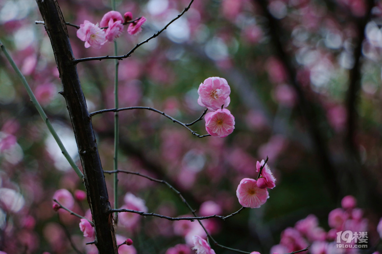 第一波梅花已上线，这棵树下围满了人……