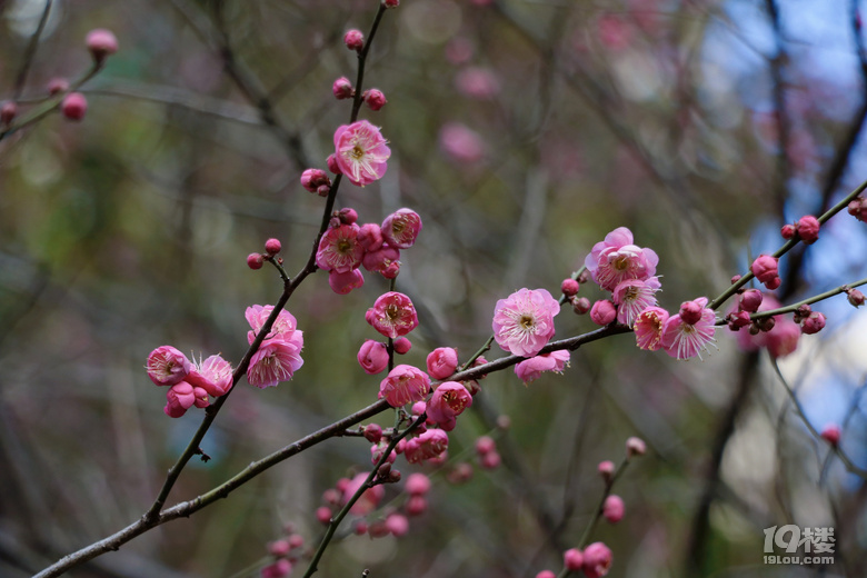 第一波梅花已上线，这棵树下围满了人……