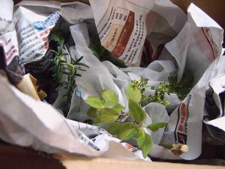 询问一下:有没有人想要香草和蔬菜种子(免费分