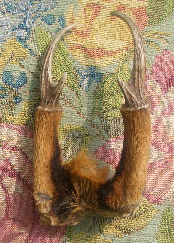 随猎户进山捡到一对黄麂角做成什么工艺品好