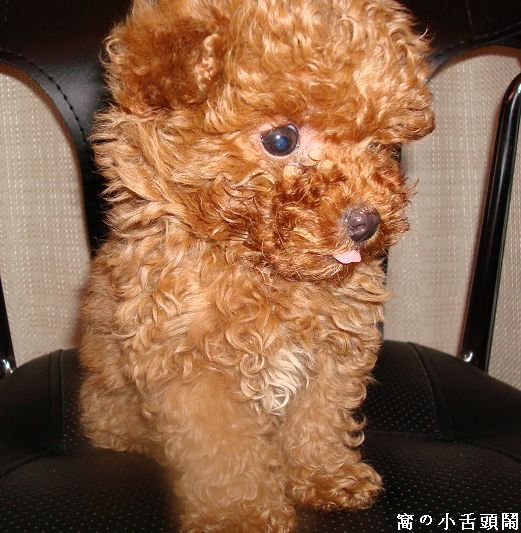 玩具!玩具大联盟!很多玩具照片!