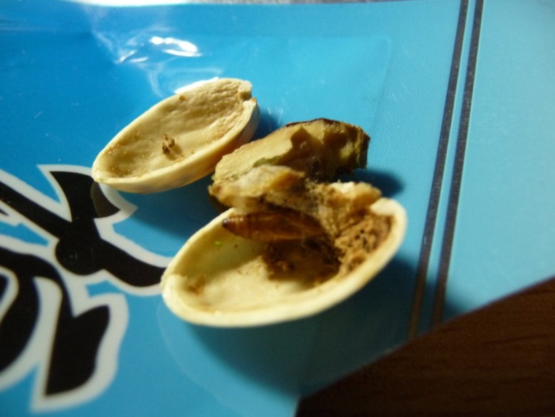 食品安全!在宁波恒康的开心果中吃出虫子!