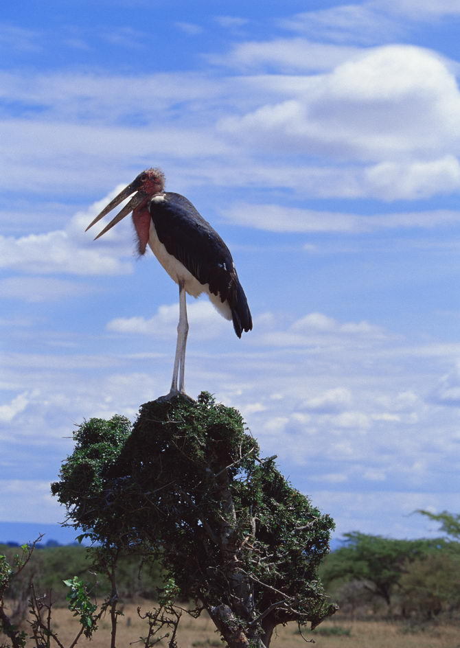 鹤立鸟群                                     鹤立鸟群