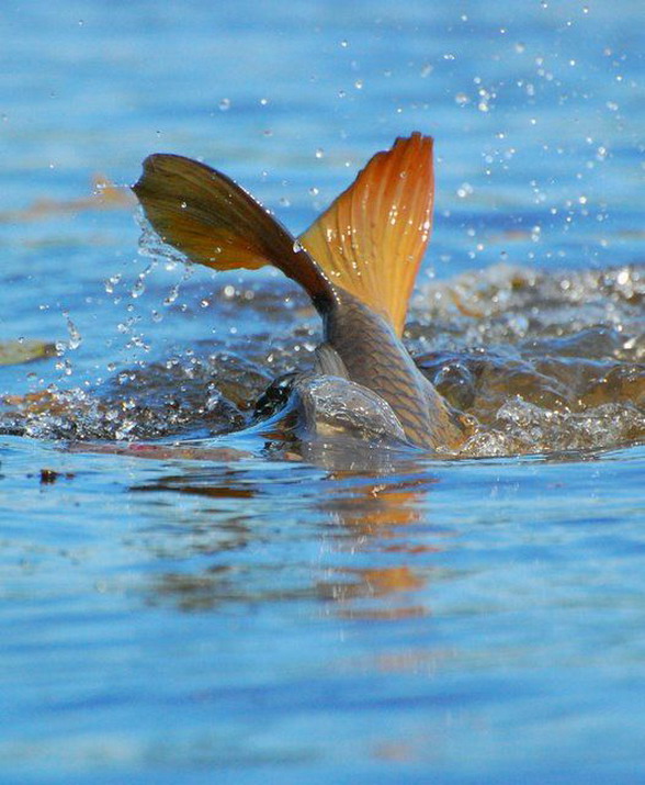 另类钓鱼(美图,看帖不回是坏蛋)