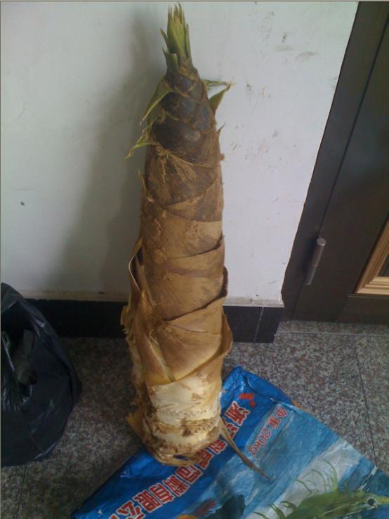 哪个毛笋更大些,呵呵  这株大笋是昨天下午我在自己家的笋山上挖的,找