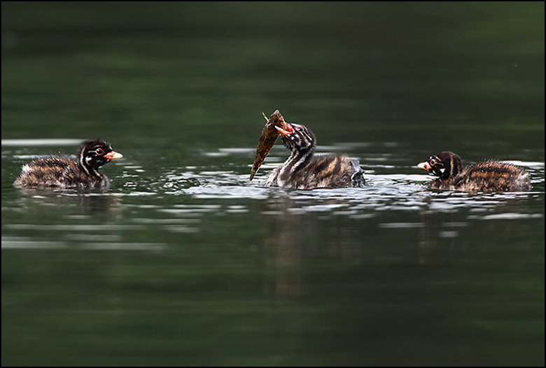 《小 和它的孩子们》-外拍活动-19摄区-杭州19楼