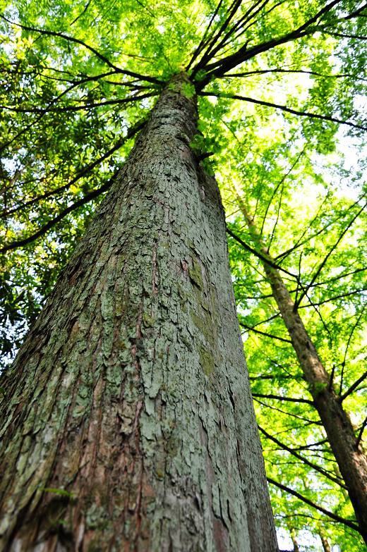 二进寿昌绿荷塘(楠木林)