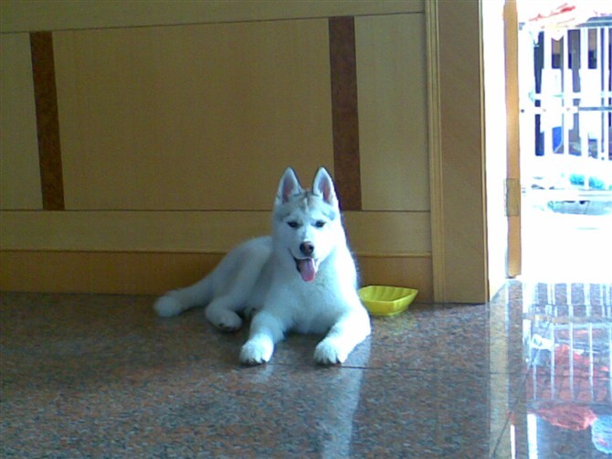 以下是我对淘宝宠物用品卖家小南瓜45的投诉