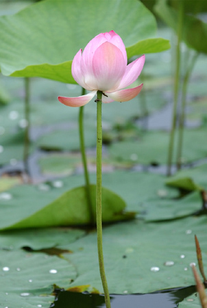 一念一清净 心是莲花开