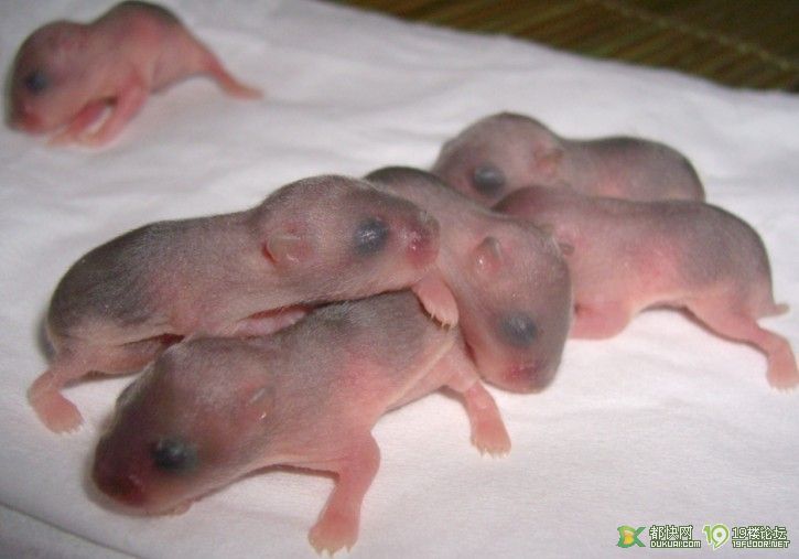 仓鼠宝宝诞生啦!(长毛毛啦)!玉照秀场-家有宠物-杭州19楼