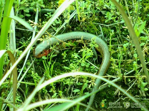 你们拍蜈蚣,我拍四脚怪!