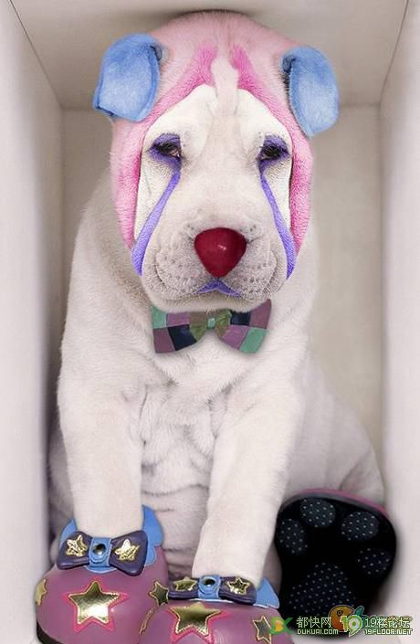 马戏团小丑的搞笑宠物