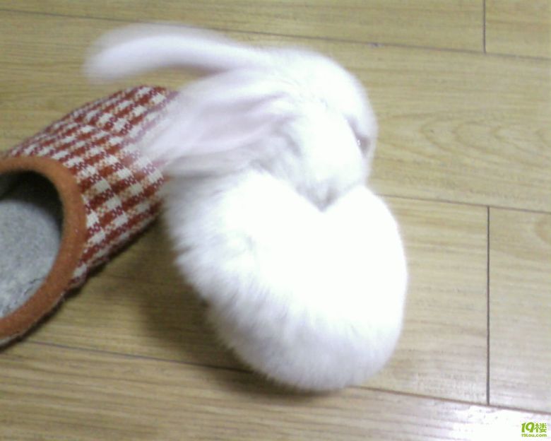 救命啊,兔子嘴肿了怎么办?