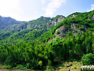 【景点介绍】台州淡竹原始森林