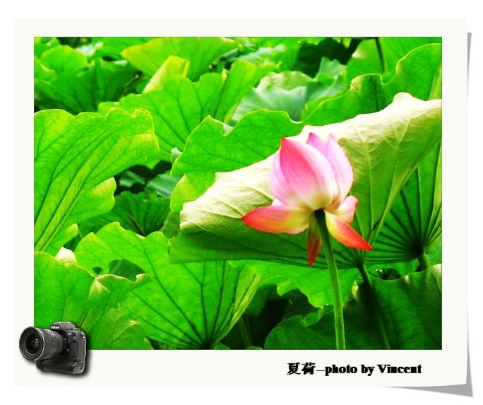 娇翠欲滴--夏雨荷