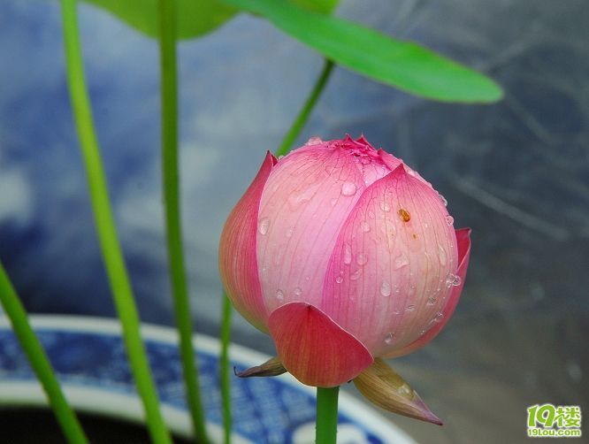 家中的荷花长叶子了(花苞长大了)续集6月26号