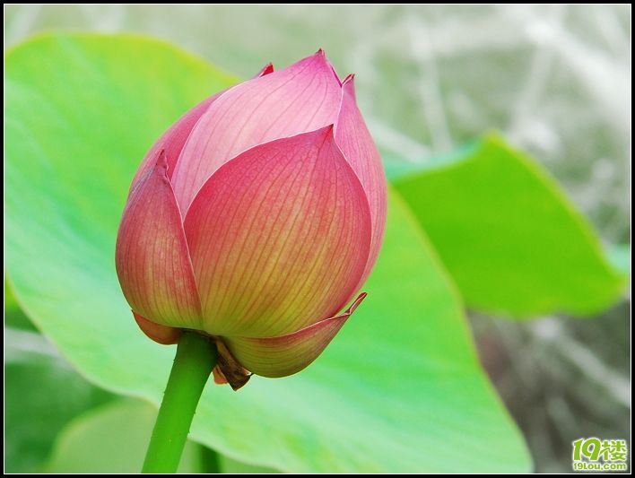 家中的荷花长叶子了(花苞长大了)续集6月26号