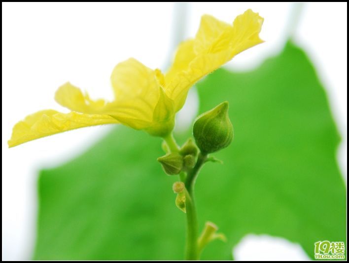 家中的荷花长叶子了(花苞长大了)续集6月26号