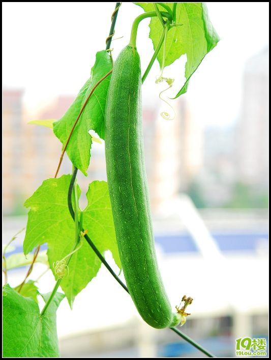 家中的荷花长叶子了(花苞长大了)续集6月26号