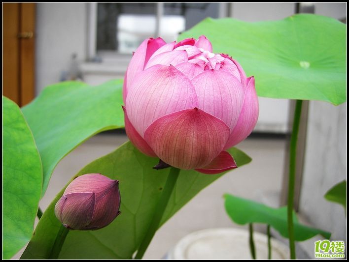 家中的荷花长叶子了(花苞长大了)续集6月26号