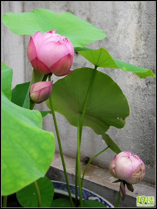 家中的荷花长叶子了(花苞长大了)续集6月26号