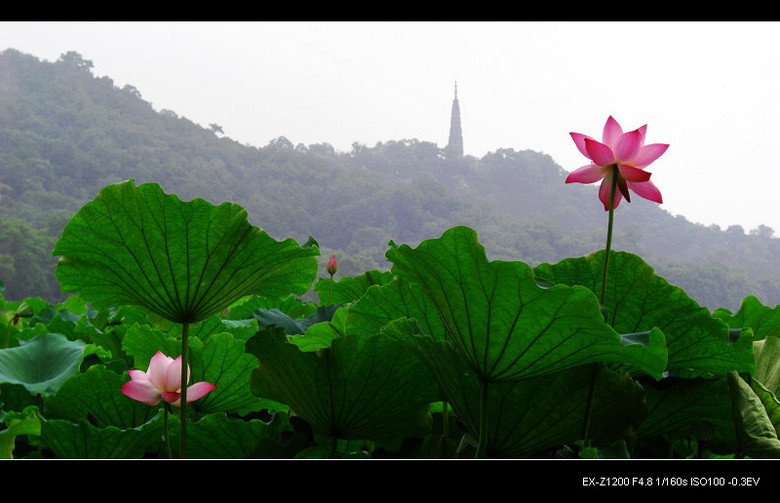 雨荷